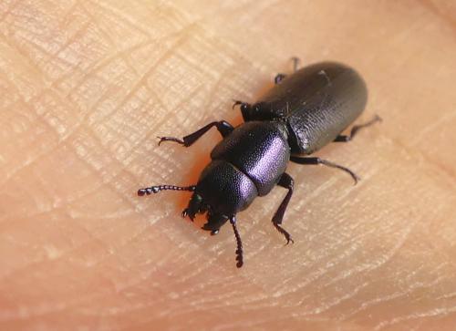 Temnoscheila caerulea